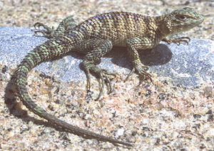 Granite spiny lizard